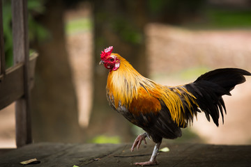 Colorful rooster standing on the ground.