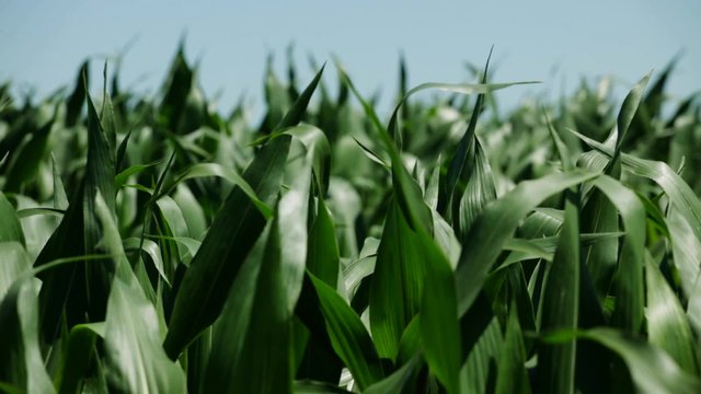 HD 1080 stock footage: corn fields at sunny late summer day waving on wind; no people