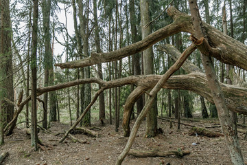Dry tree  in the old Forest