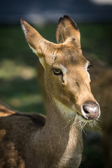Portrait of red deer in forest.