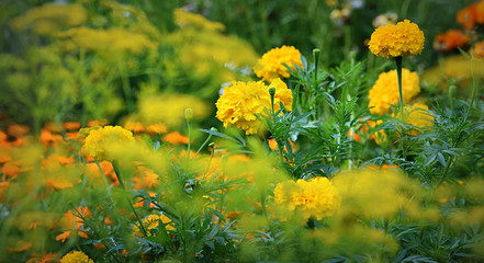 Obraz premium jardin fleuri