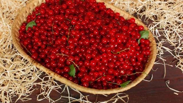 Wicker basket fills with berries of red currant. Timelapse