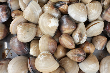 Raw and fresh clams © HEPJAM studio