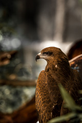 A red tailed hawk.