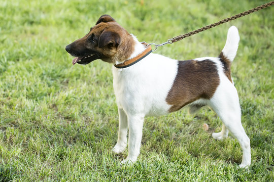 Fox or jack russel terrier on grass