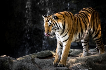 Bengal tiger