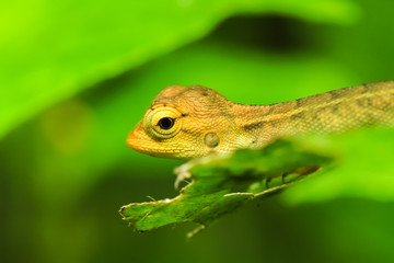 Iguana on a nature background.