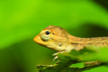 Iguana on a nature background.