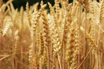 Fototapeta premium wheat field