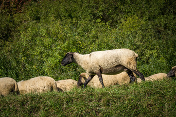 Naklejka na ściany i meble flock of sheep grazing on green pasture