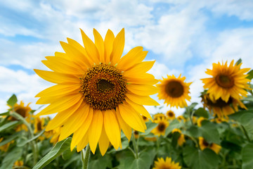 sunflower field