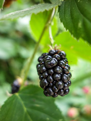 Brombeeren am Strauch