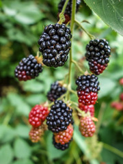 Brombeeren am Strauch