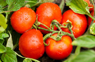 tomato garden