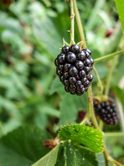 Brombeeren am Strauch