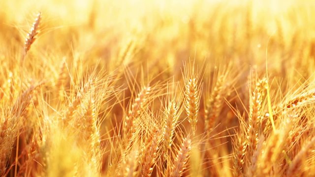 Wheat field at summer day backlit with sun light; close up