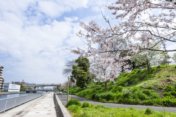 Fototapeta na wymiar 潮見運動公園の桜