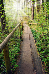 Steg im Wald, abenteuerlicher Waldspaziergang