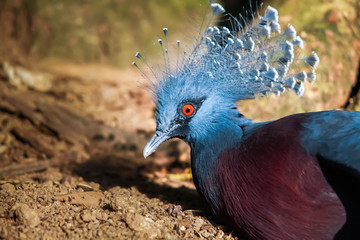 Blue bird animal, blue peacock.