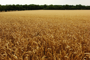 wheat field