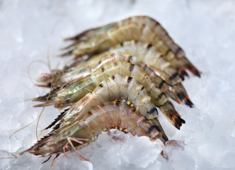 Shrimp lying