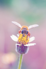 Insects with flowers in vintage style.