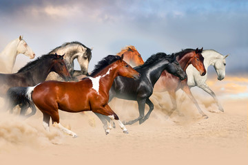 Horse herd run gallop in desert at sunset