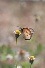 Butterfly on Flower