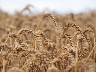 Fototapeta premium Reifes Weizenfeld