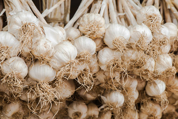 Garlic hanging to dry in the organic vegetable