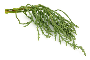 Samphire, salicornia