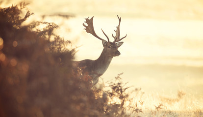 Curious fallow deer buck early one morning