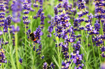 Branches of flowering lavender