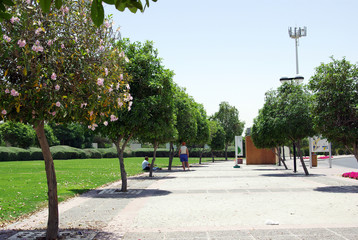Recreation Park on the shores of the Persian Gulf in Dubai. Lawns, paths, trees and shrubs - all created by man on the bare sand. The beach is almost white.

