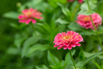 Pink gerbera flower.