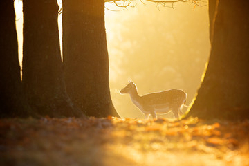 A fallow deer walking with a leaf in her nose in golden light