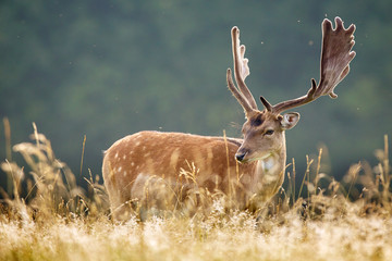 Fallow deer buck in the summer