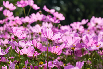 Beautiful pink flowers in the garden.