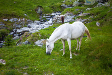 Wild white horse feeding on Fagaras mountain, Romania