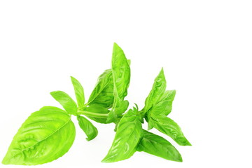 basil leaves on white background