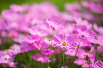 Fototapeta premium Beautiful pink flowers in the garden.