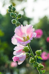 Beautiful pink flowers in the garden.