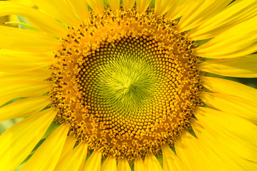 Sunflower natural background.