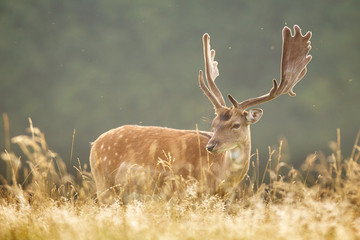 A fallow deer buck in the summer