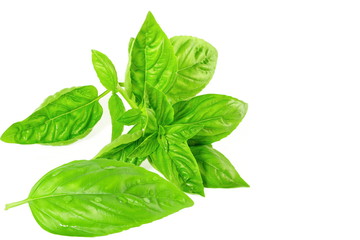 basil leaves on white background