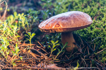 Beautiful edible mushroom