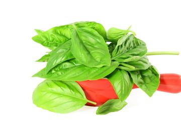 basil leaves on white background