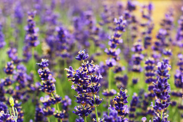 Fototapeta premium Branches of flowering lavender