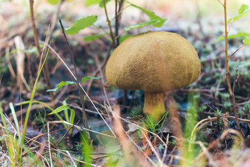 Beautiful edible mushroom