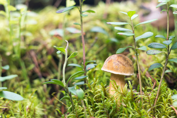 Beautiful edible mushroom